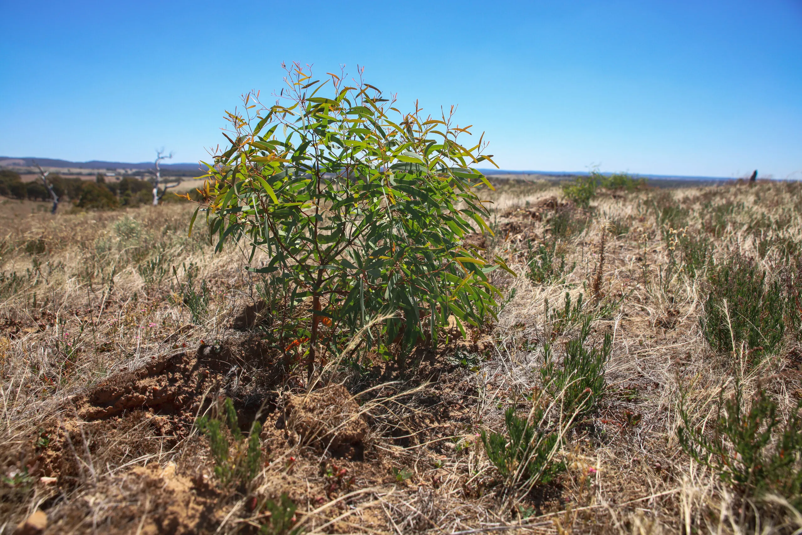 6-Seedlings-growing-scaled